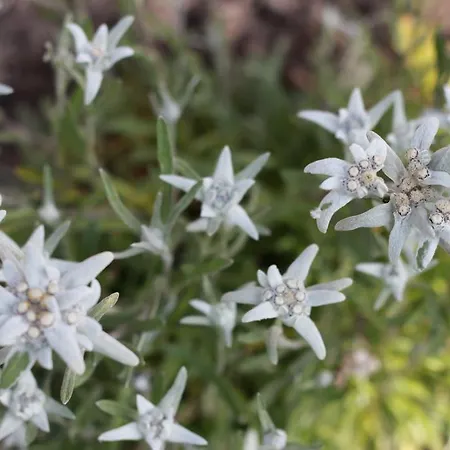 여관 Blinnenhorn Reckingen