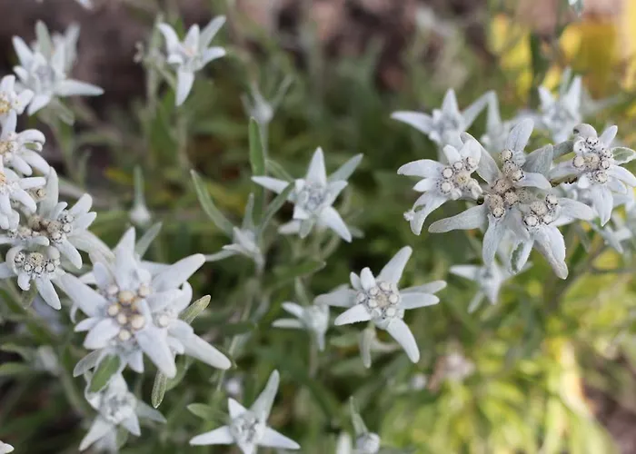 宾馆 布林恩霍恩酒店 Reckingen